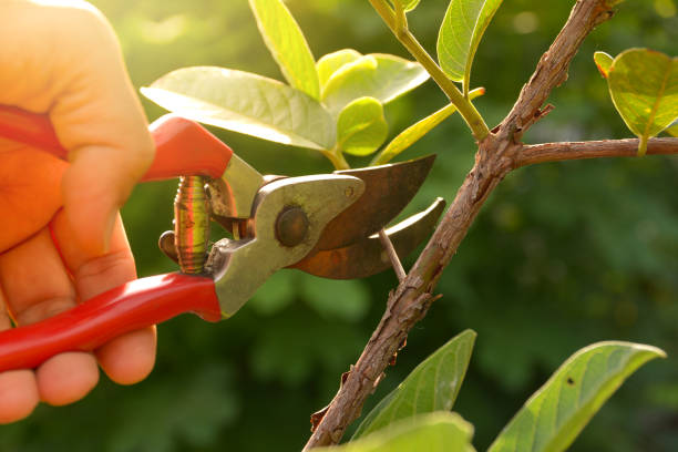  Manhattan, MT Tree Removal Services Pros